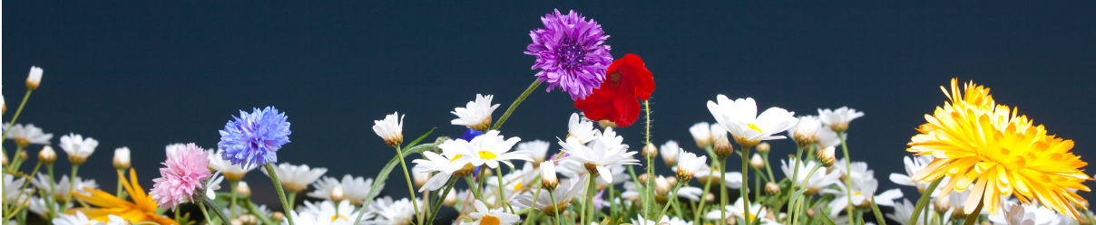 Blumen ohne Duft: Alternativen für empfindliche Nasen